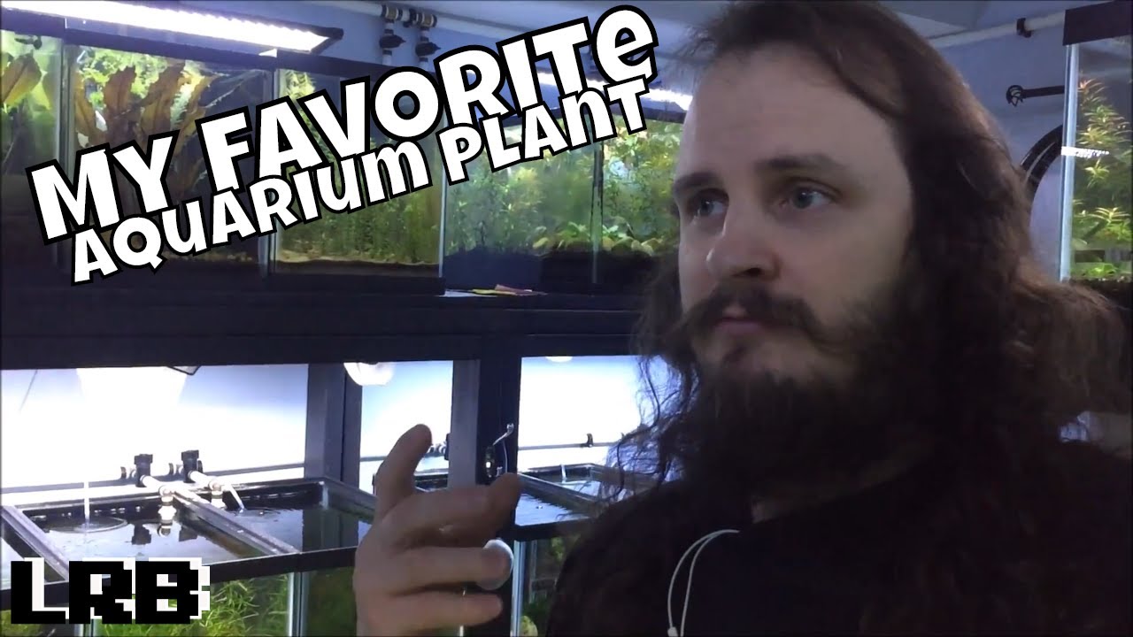 My Favorite Plant in the Fish Room and Why!