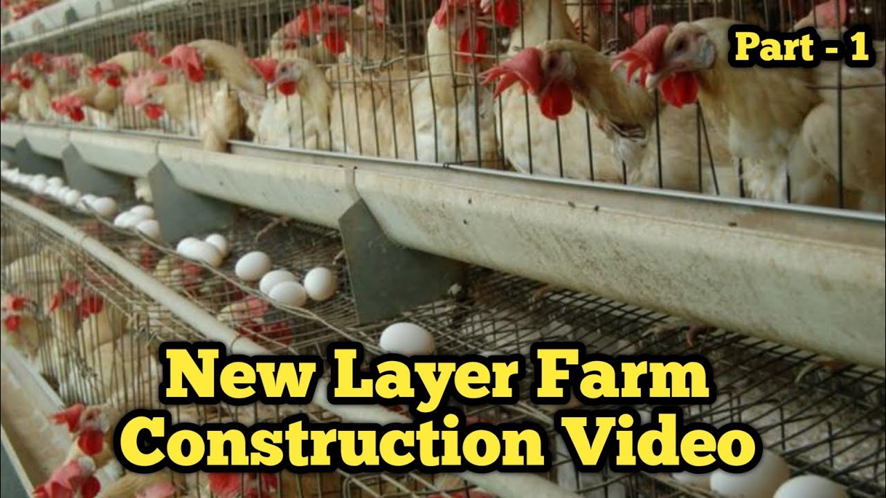 Layer farming l Egg Farming business l Layer Farming in Assam l Egg Farming in odisha