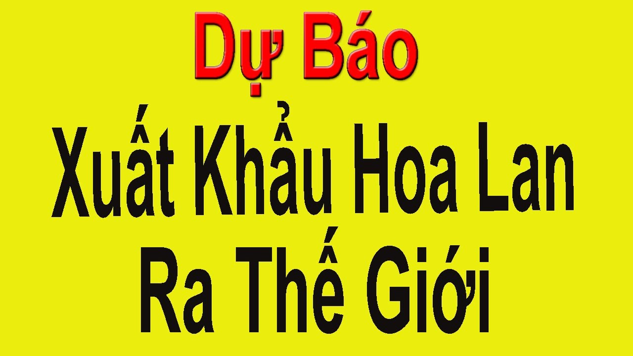 Dự Báo Xuất Khẩu Hoa Lan 5CT Phú Thọ Ra Thế Giới| Giá Lan Đột Biến?