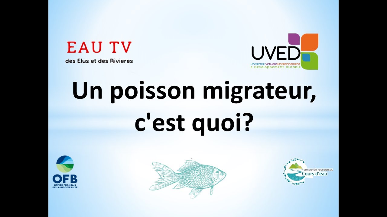 Un poisson migrateur, c'est quoi?