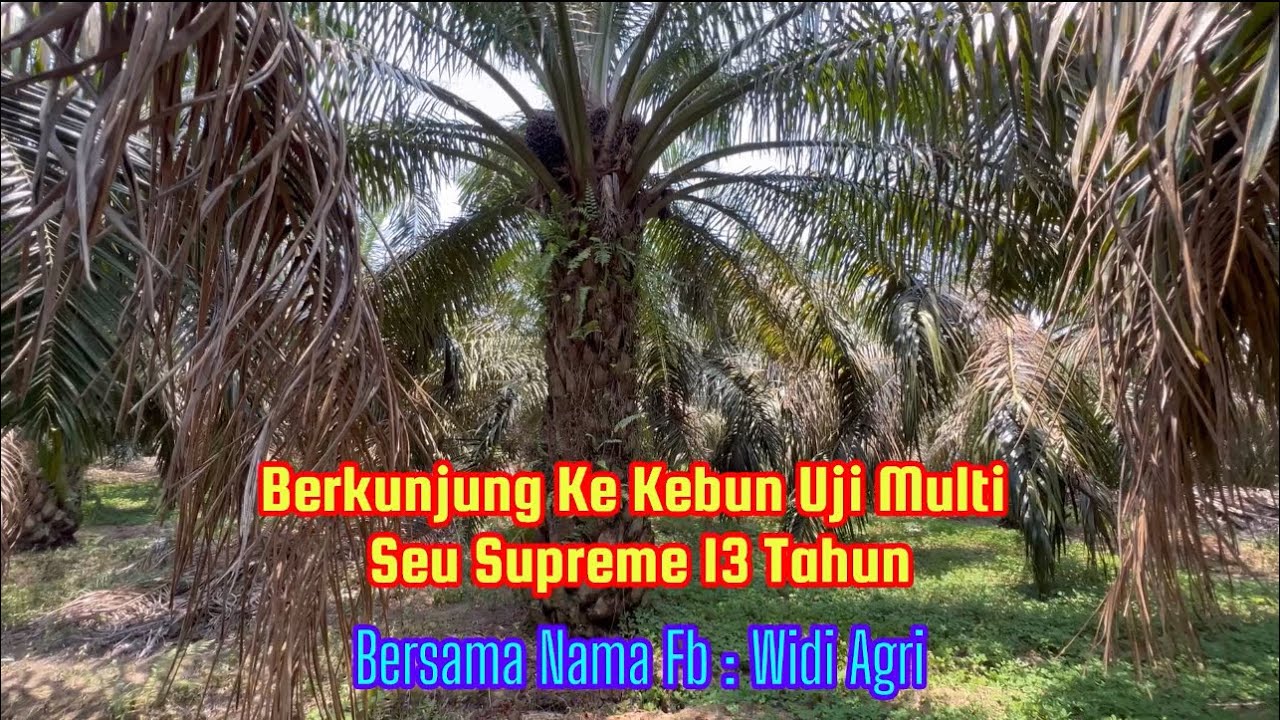 Berkunjung Ke Kebun Uji Multi Sawit Unggul Seu Supreme || 14 Oktober 2023