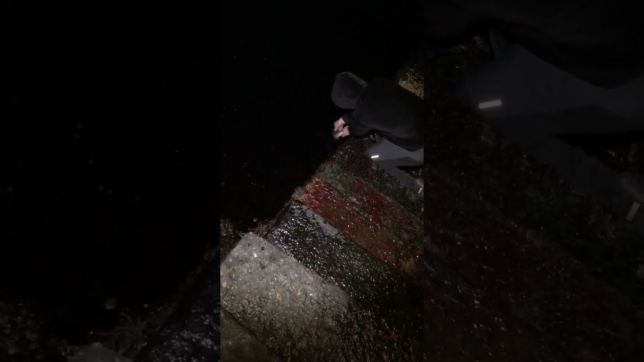 Releasing Baby Shark After Night Fishing