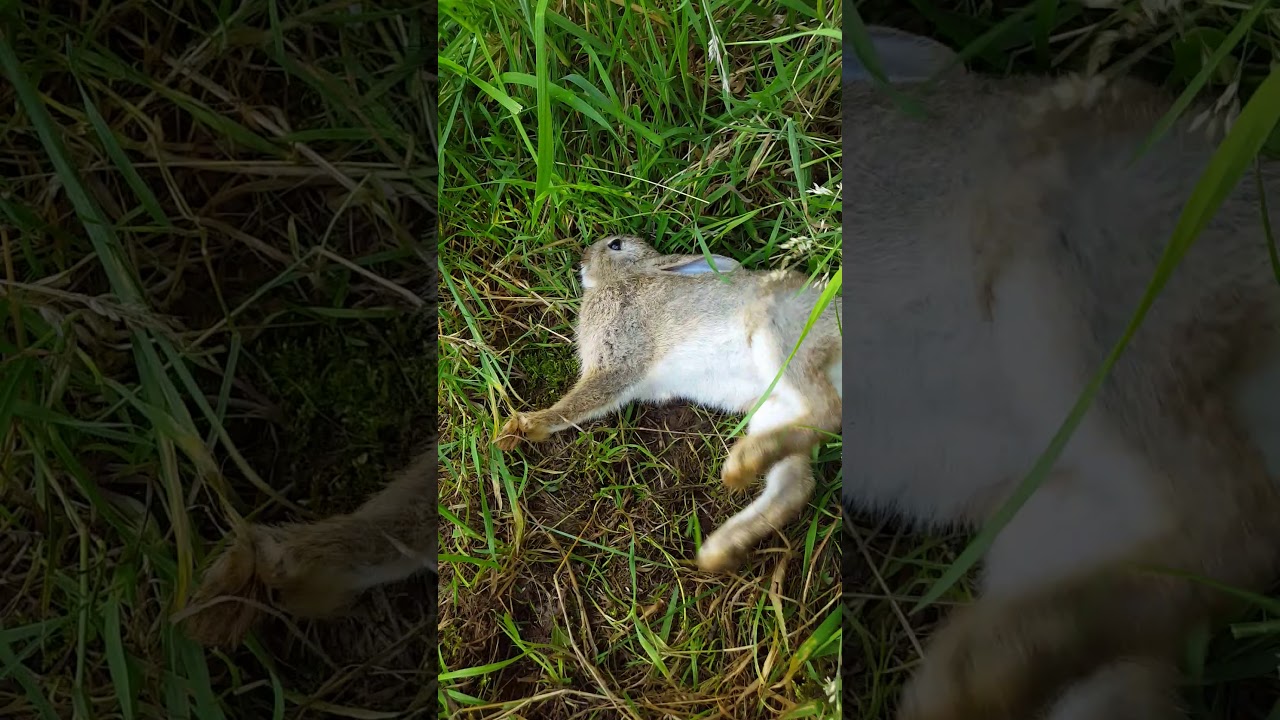 Dying Rabbit