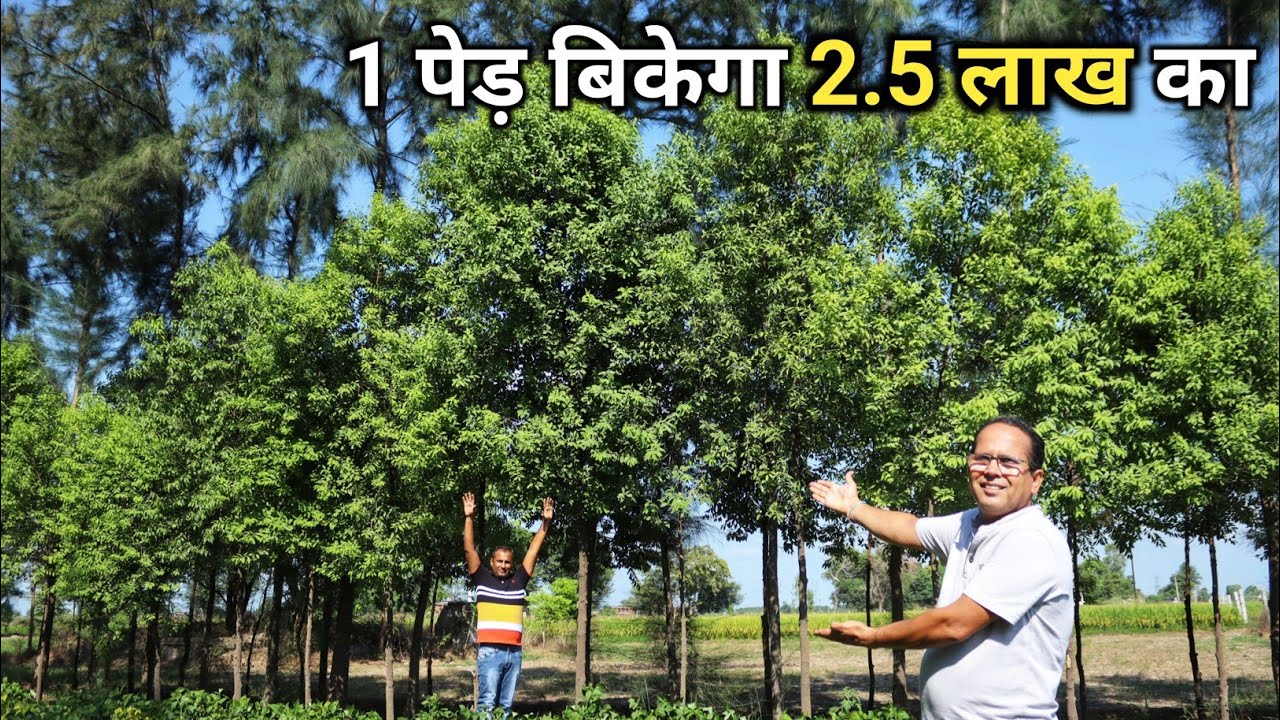 चंदन की खेती करेगी मालामाल | White Sandalwood | Sandalwood Tree Farming