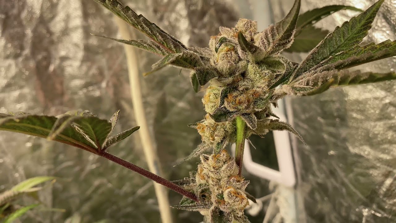 Dosido #55 In 4x4 Grown With LED