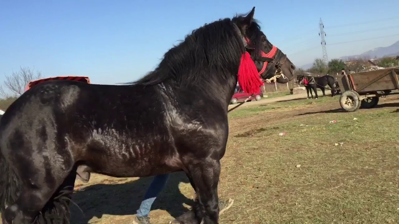 Targ de cai Sighetu-Marmatiei,Maramures 6.11.2017
