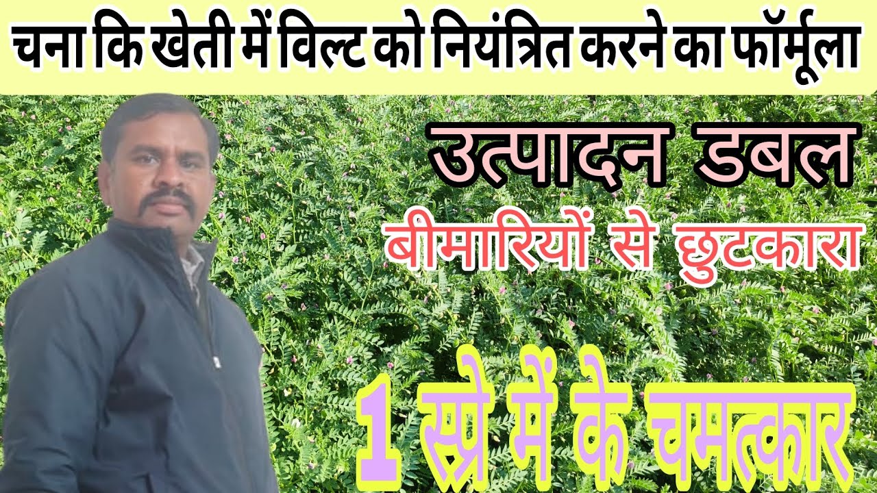 Chane ki kheti kaise karen ke liye best production variety| 2026/27 में चने की खेती |jankari| fungus
