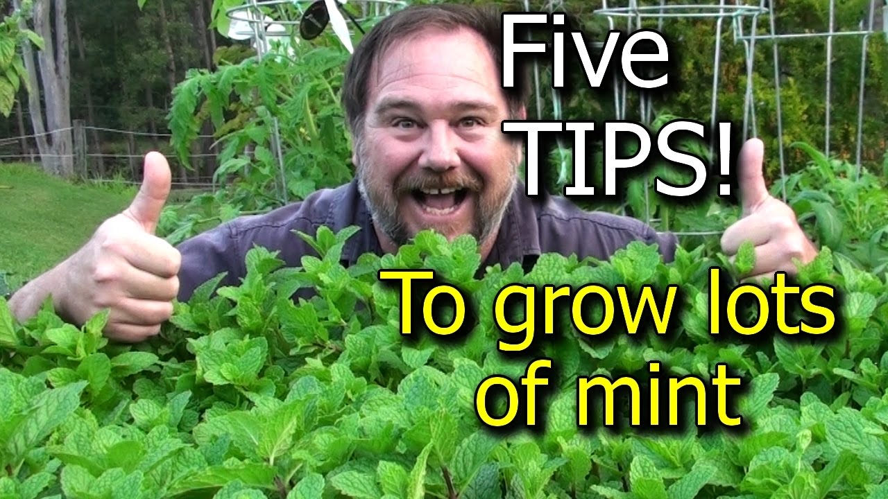 5 Tips How to Grow a Ton of Mint in one Container or Garden Bed
