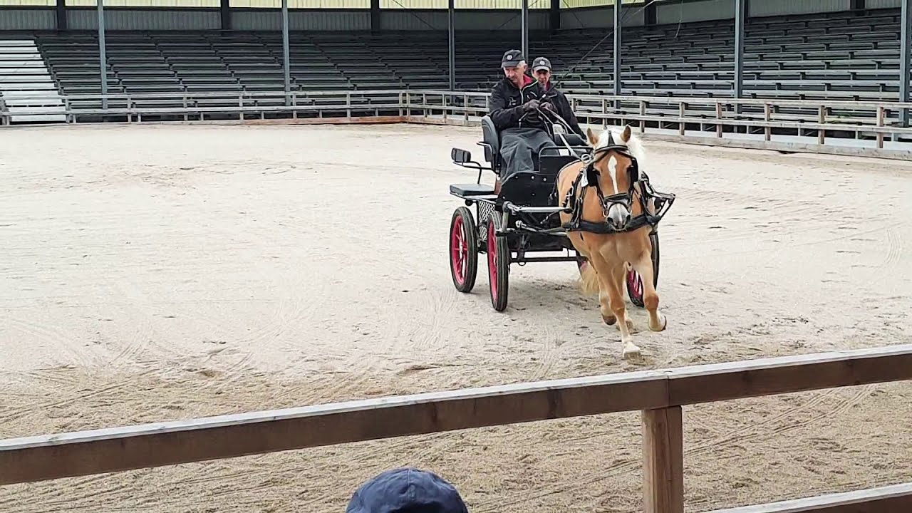 Haflinger Leistungsprüfung 2020 Ebbs