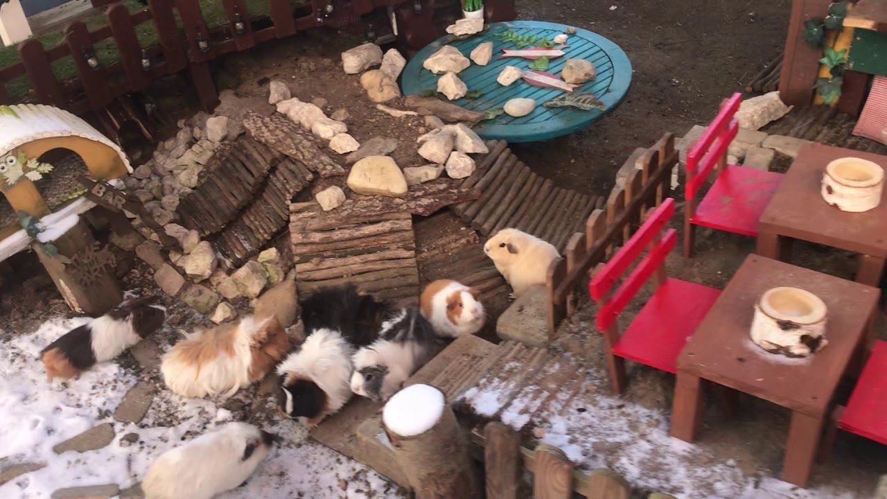 Meerschweinchen für die Außenhaltung