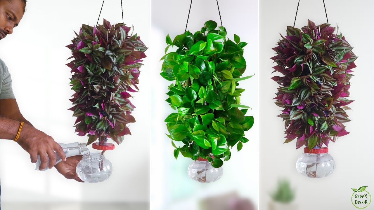Best Indoor Plants Ideas to Brighten Every Room of Your Home//GREEN DECOR