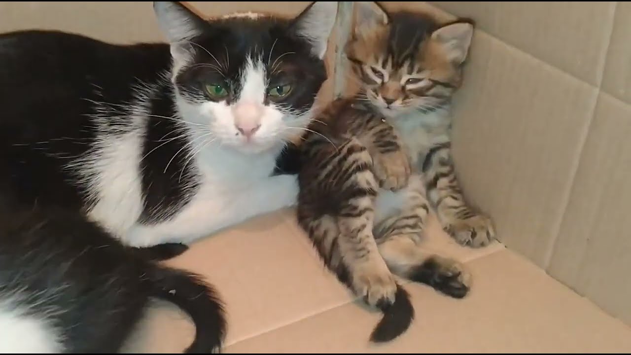 Rescue Kittens Are Emotionally Attached to Their Mama — Don’t Want to Lose Her 💔
