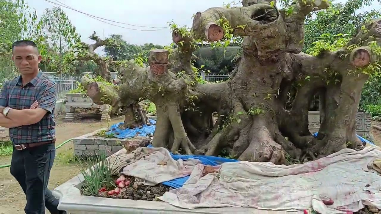 Về Nam Định Ngắm Phôi Sanh Dáng Long Khủng