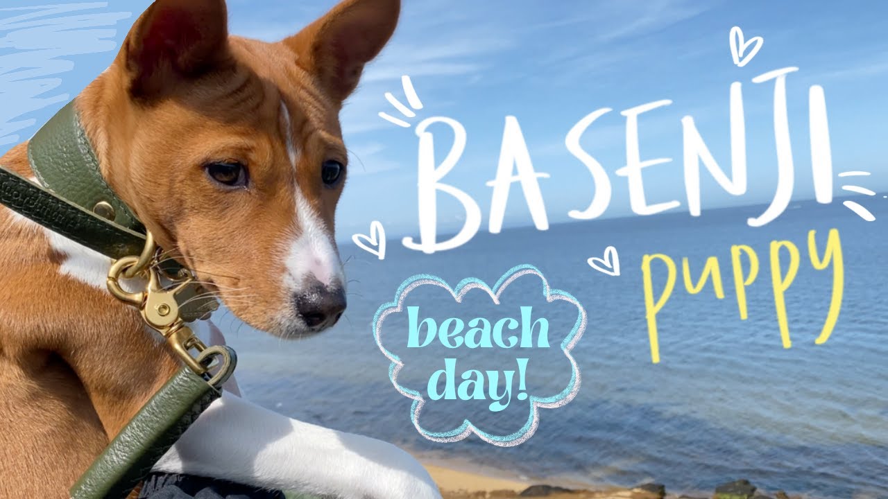 Our basenji puppy is growing up! | vlog