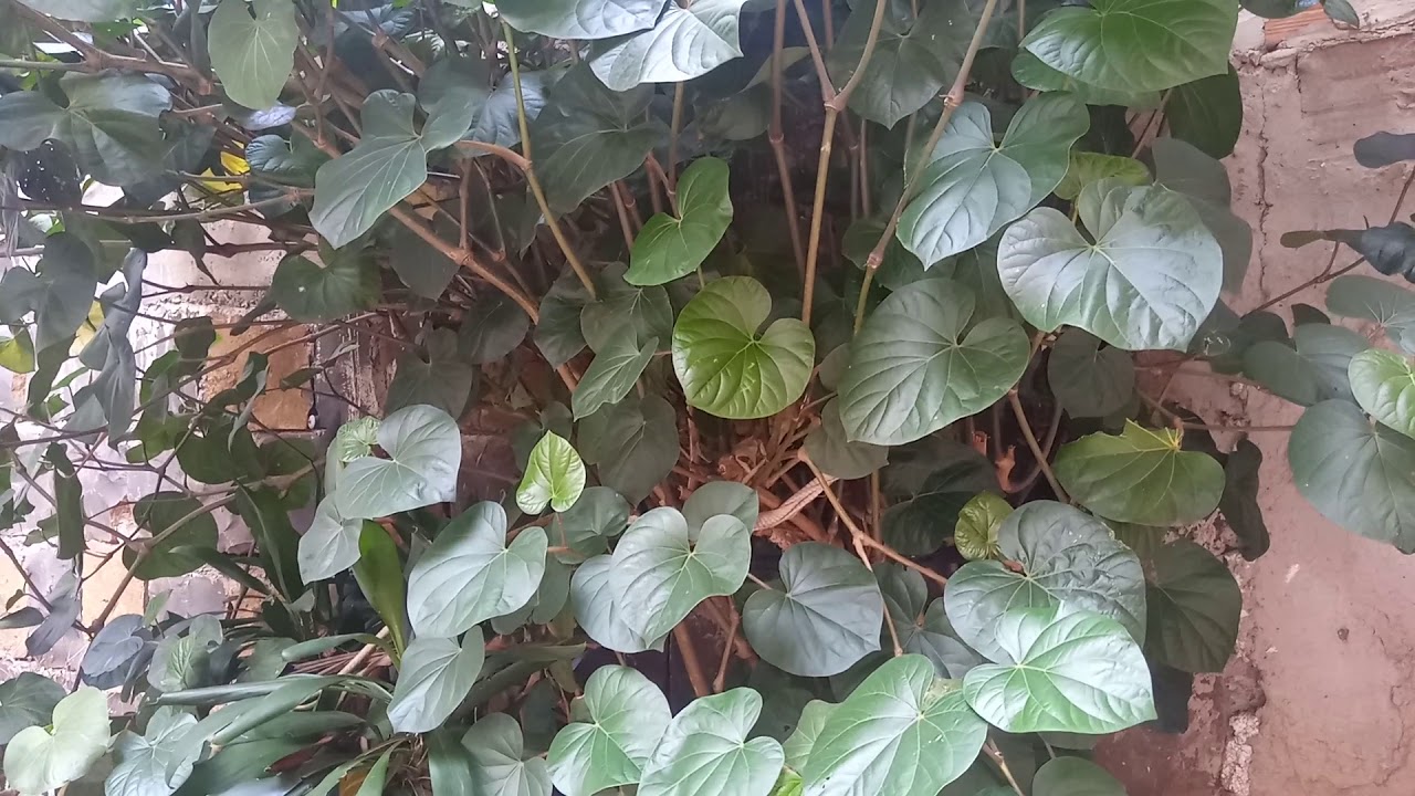 JAGUARANDI / PARIPAROBA / KAWA-KAWA...