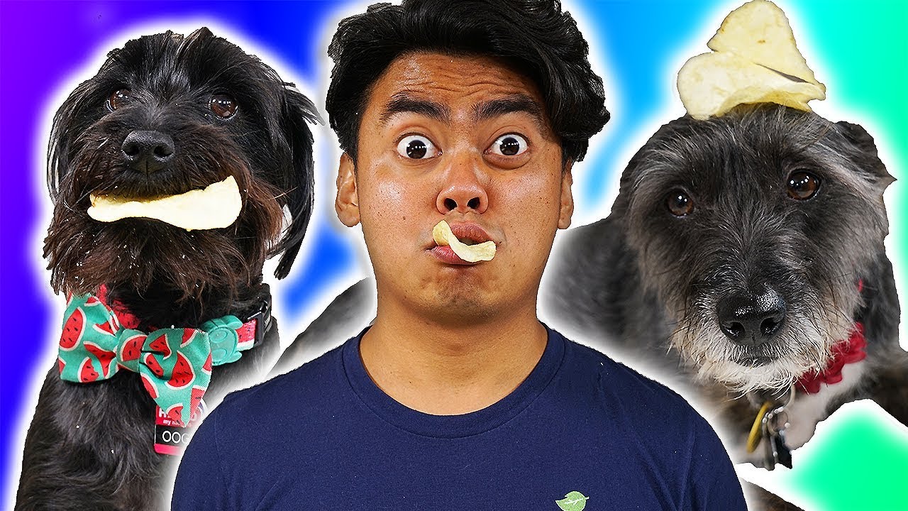 My Dogs Eating Potato Chips ASMR!