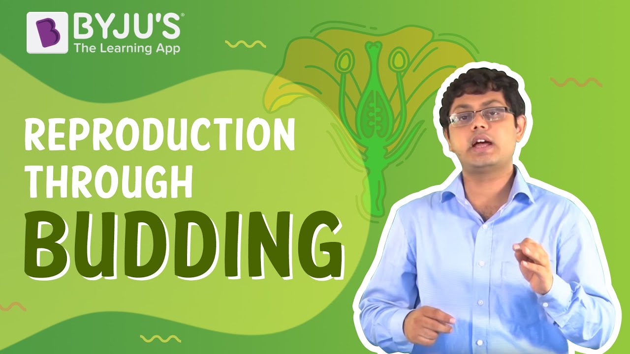 Reproduction through Budding | Learn with BYJU'S