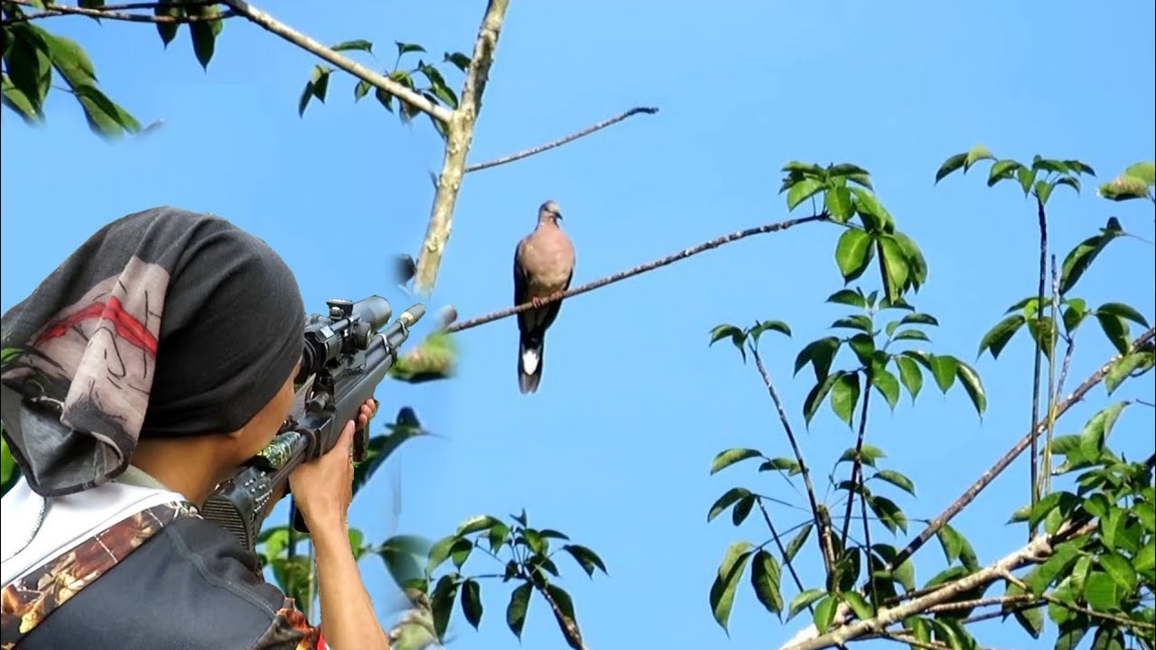 🏹 Gila! Berburu Tekukur dan Ruak-Ruak Paling Gacor Hari Ini