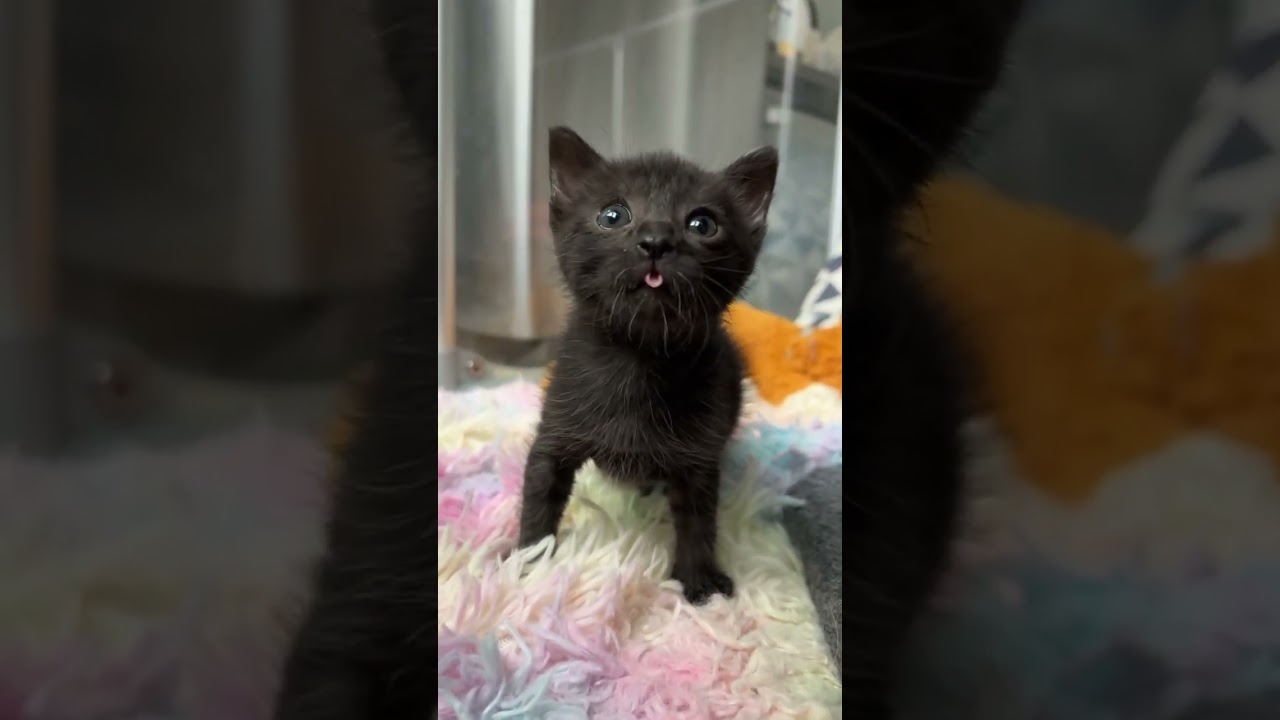 The Cutest Blep in History