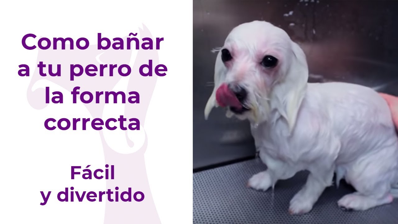 Como bañar a tu perro de la forma correcta.