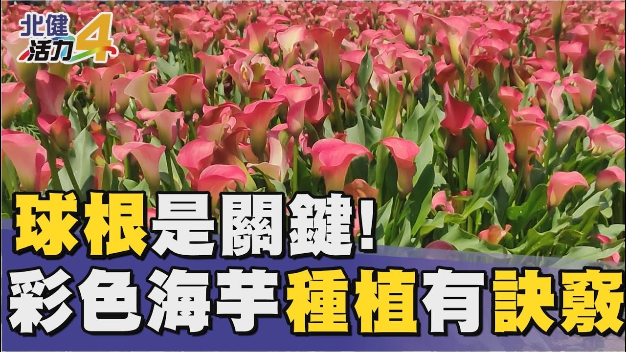 種 花|種彩色海芋有訣竅 球根要避暑冷藏