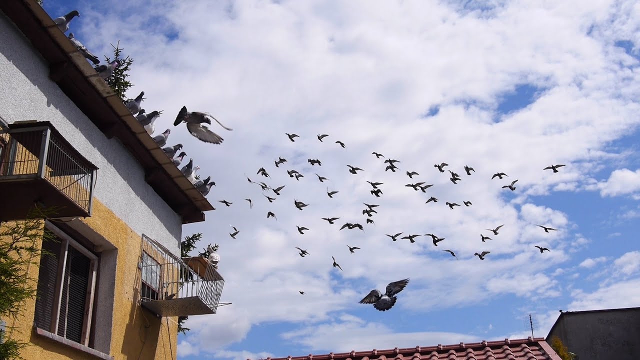 Everything about pigeon racing - www.VideoLotnik.pl - Wszystko o gołębiach pocztowych
