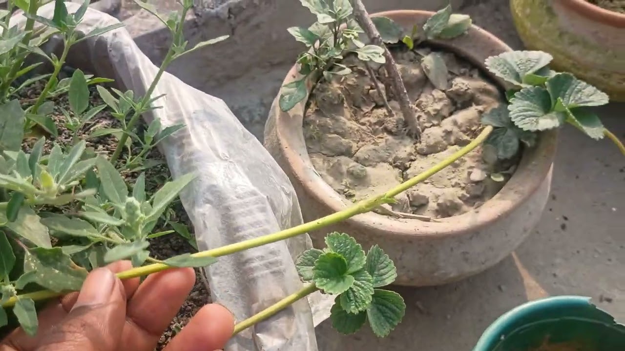 স্ট্রবেরি গাছ কিভাবে লাগিয়েছি শেয়ার করলাম