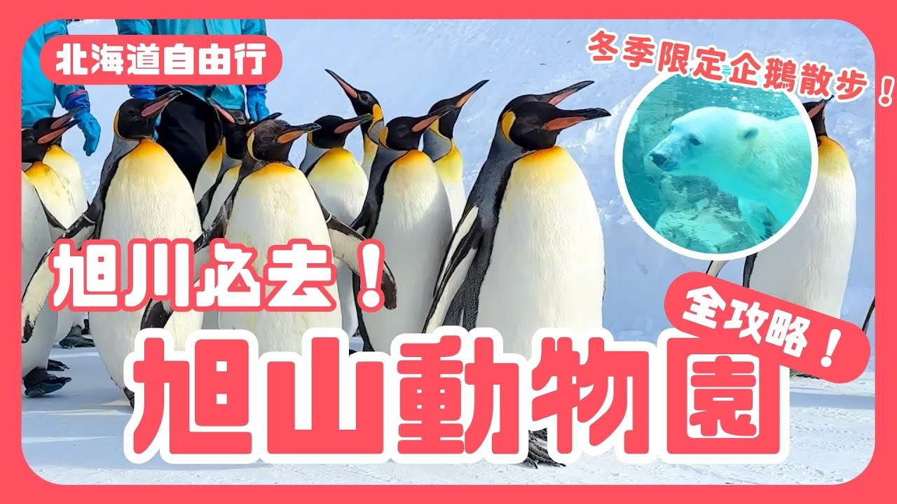 【北海道自由行】ep.4 旭山動物園企鵝散步❗️便宜交通套票教學❗️青葉拉麵🍜｜北海道自由行｜波波邸家 BoFamilyTV
