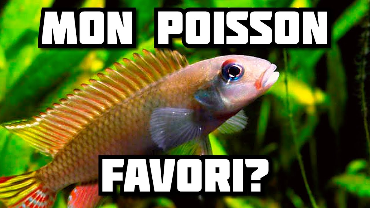 Mon Poisson Favori #1: Nanochromis Parilus