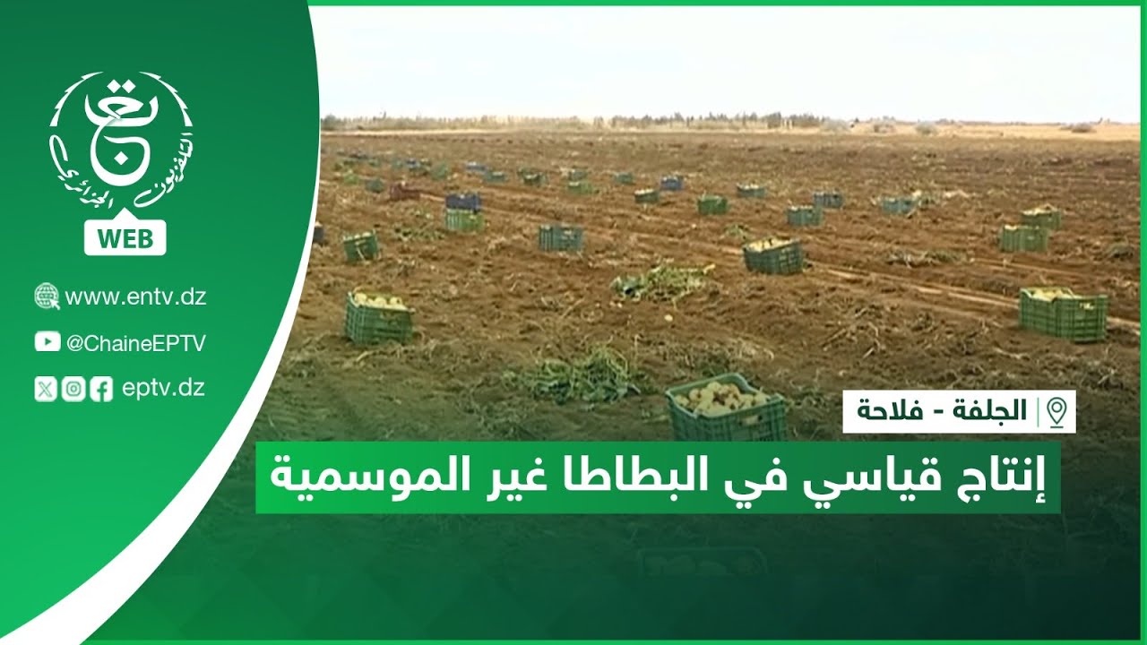 الجلفة - فلاحة | إنتاج قياسي في البطاطا غير الموسمية