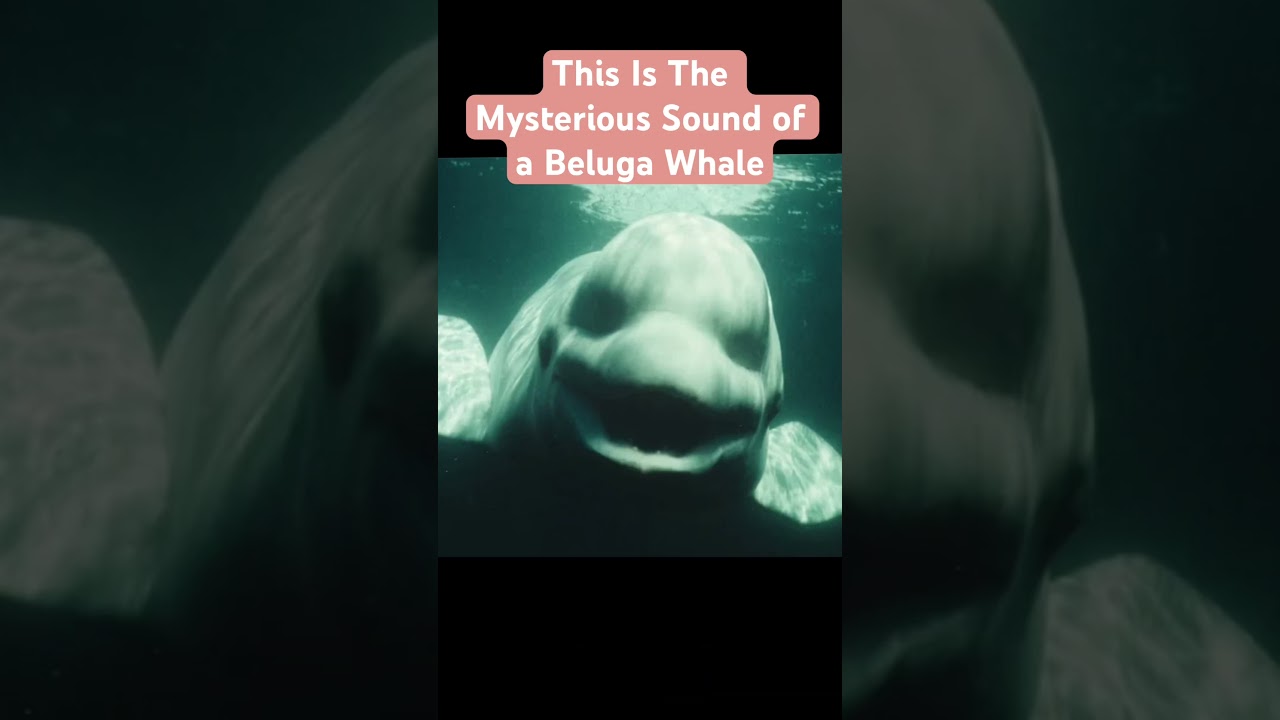 The Beluga Whale &ldquo;NOC&rdquo; Mysterious Sound #science