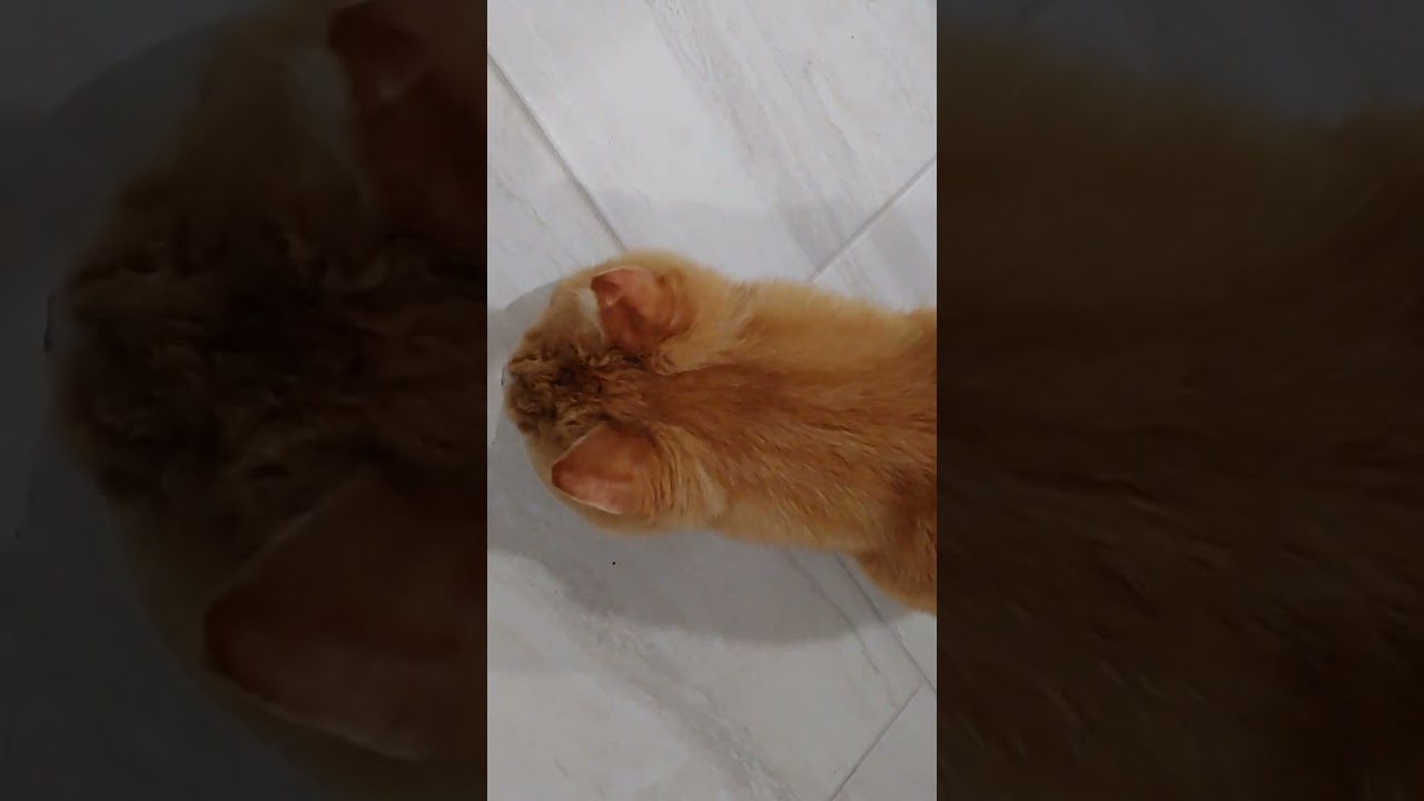 Miracle Vet Liquid Weight Gain for Pets - 1st attempt at giving to Rusty