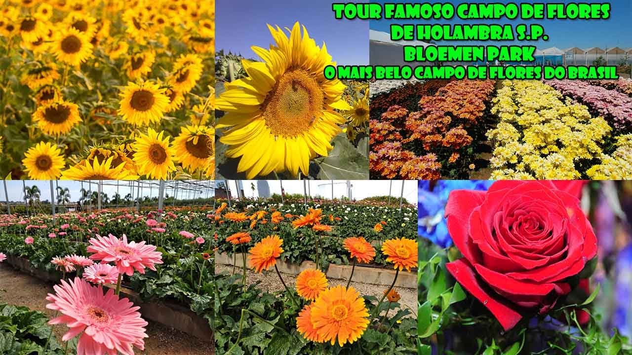 TOUR NO FAMOSO CAMPO DE FLORES DE HOLAMBRA - BLOEMEN PARK - O MAIS BELO CAMPO DE FLORES DO BRASIL