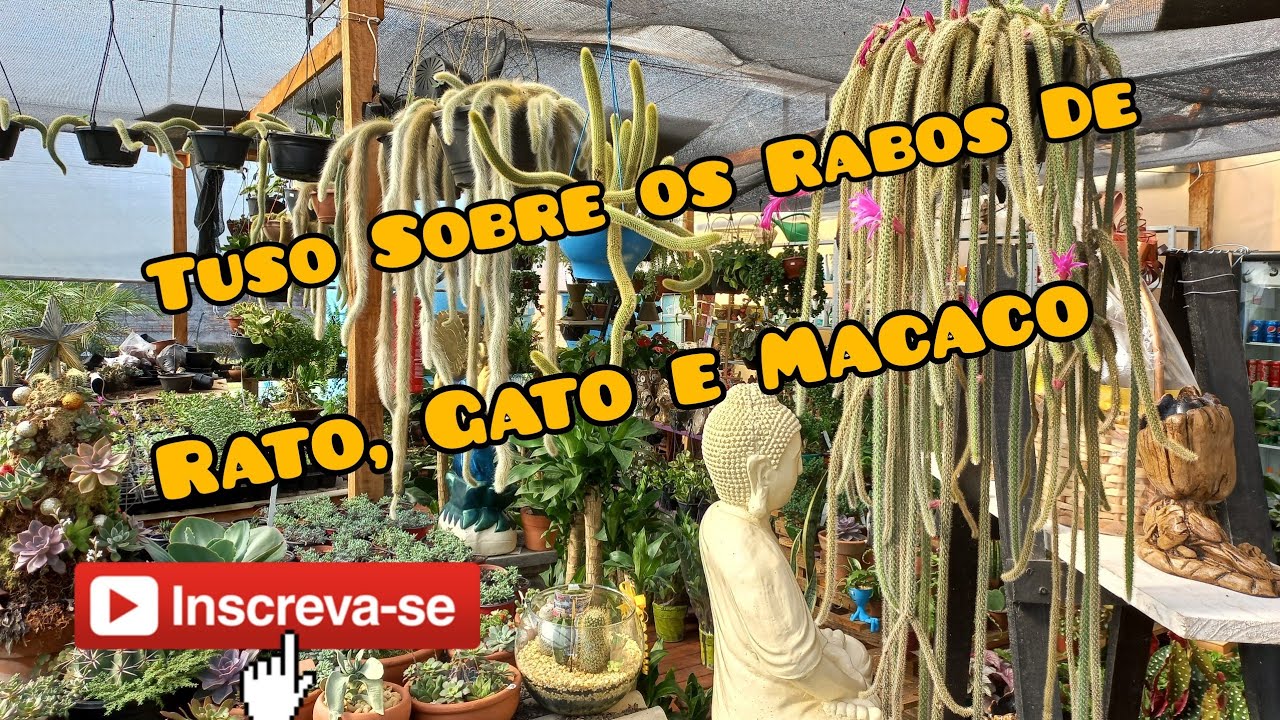 Tudo sobre os Cactos Rabo de Macaco, Rabo de Rato e o Rabo de Gato, flores e como cuidar