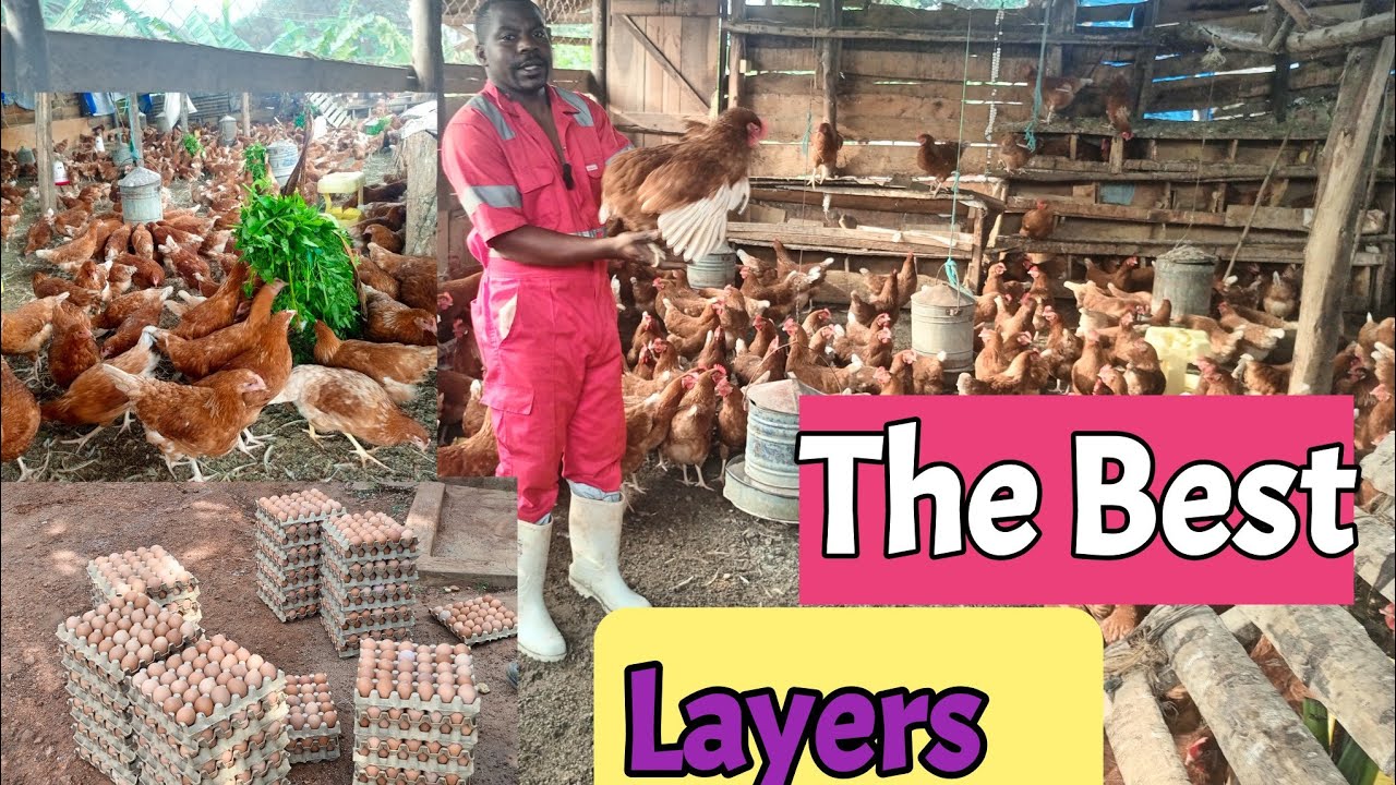 The Best egg laying Chickensl: why Hyline Brown, ISA Brown, and Lohmann sande are the best chickens?