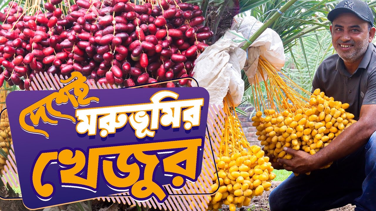 দেশের মাটিতে মরুভূমির খেজুর চাষে অবিশ্বাস্য ফলন || দিনাজপুর- @SafolloKotha