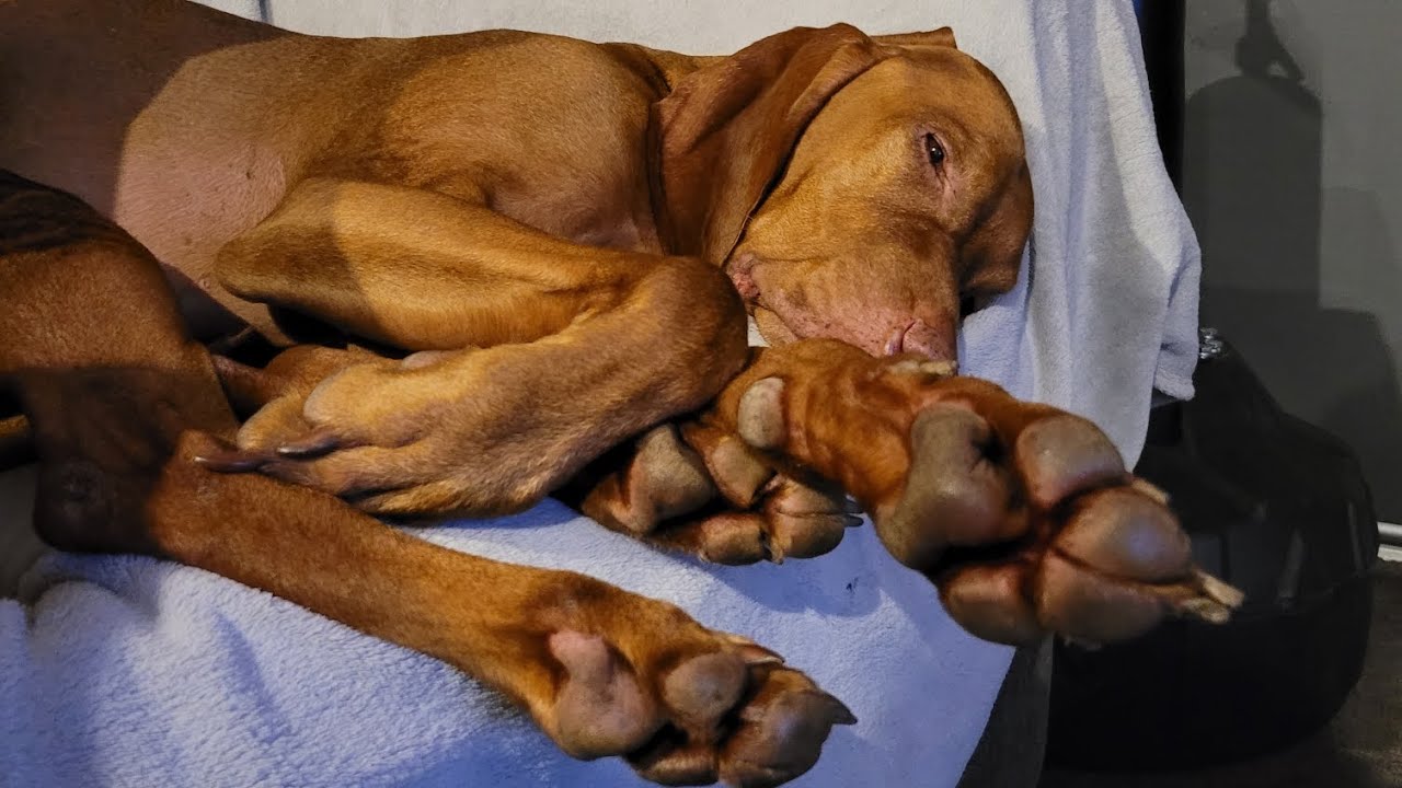 Day in the life of a Vizsla | A typical Saturday routine