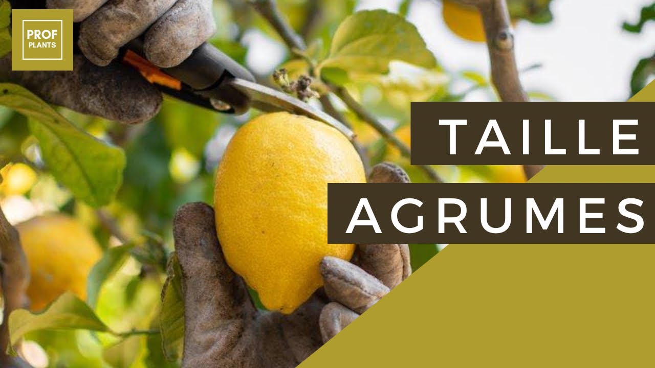 LA TAILLE DES AGRUMES