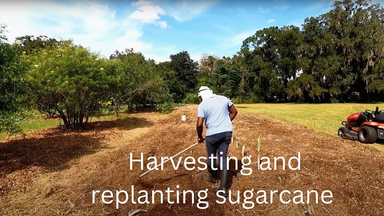 Planting sugar cane the old fashion way. {Another way to plant sugar cane}VID #2