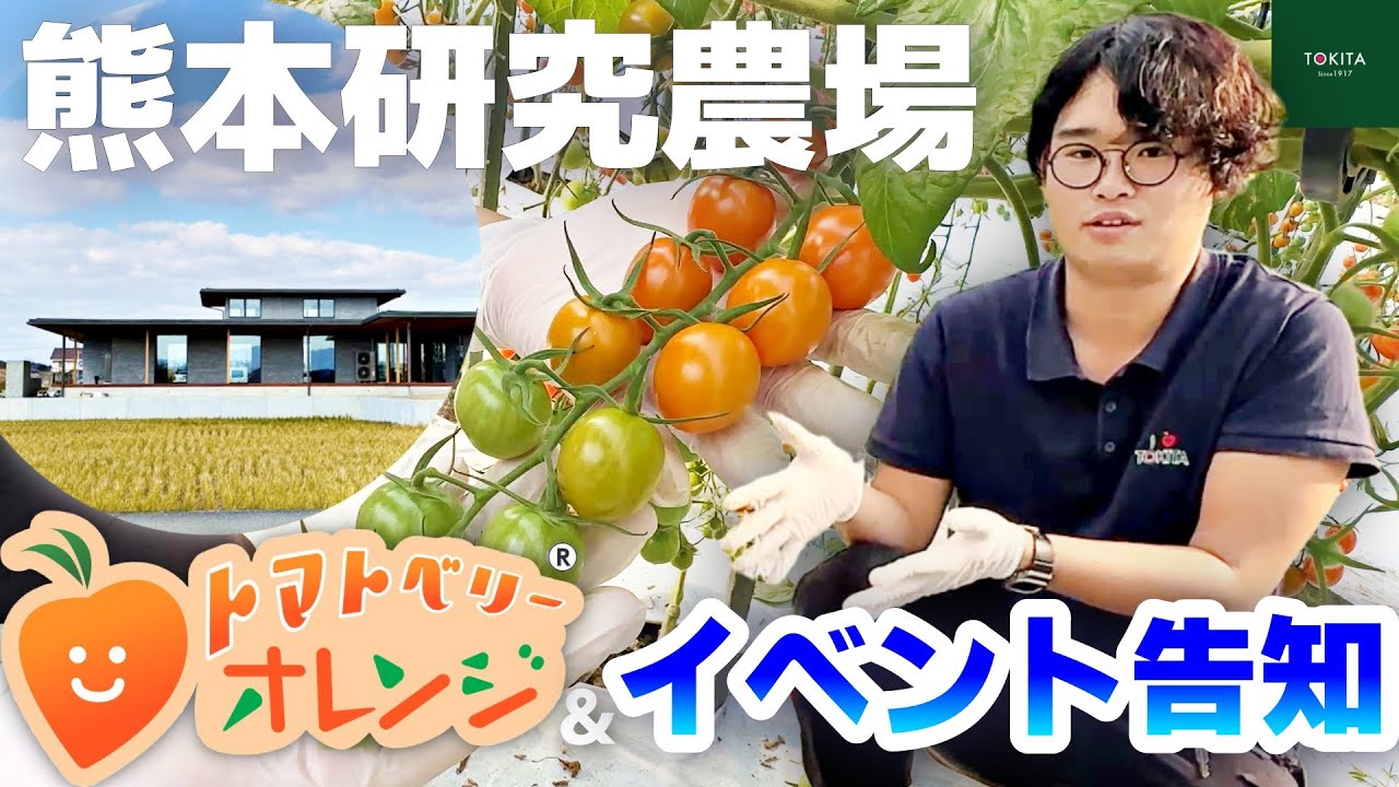 【越冬ミニトマト】熊本研究農場のトマトベリーオレンジと新営業所お披露目イベントのお知らせ！【トキタ種苗】