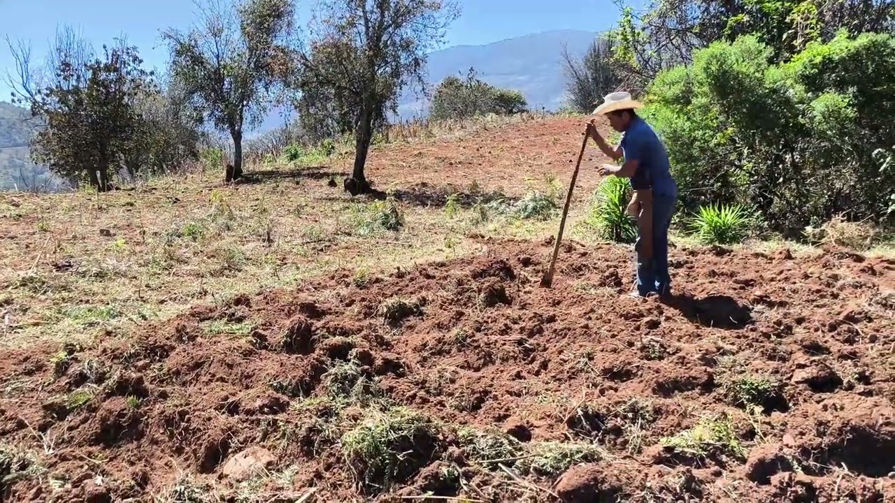 ✅️🤠Voy al campo a sembrar maiz elotero donde pasó la yunta 
