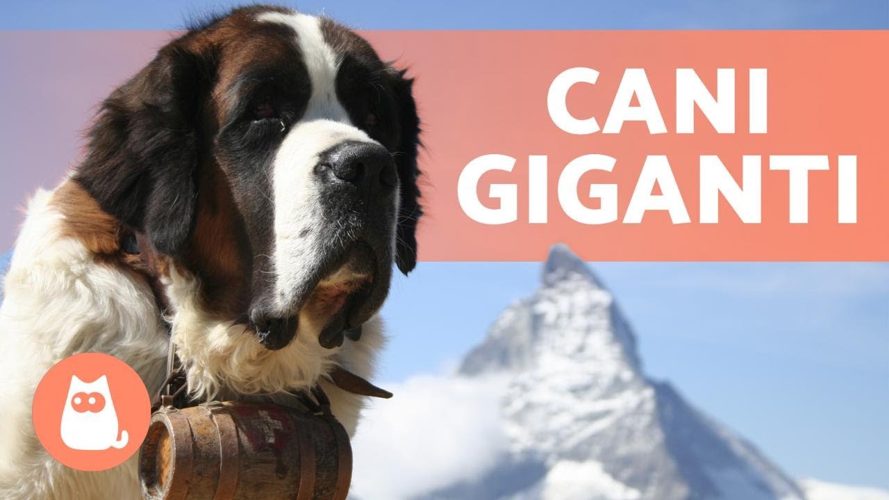 10 RAZZE DI CANI MOLOSSOIDI 🔥 (+ Curiosità)