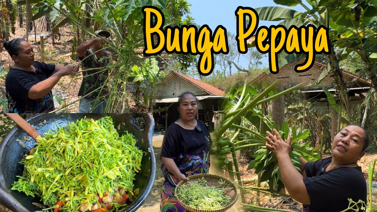 TUMIS BUNGA  PEPAYA ISTIMEWA DI JAMIN NAMBAH TERUS