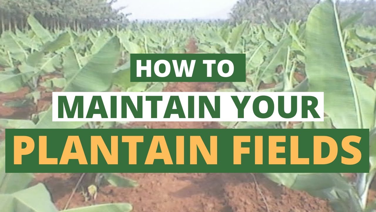 MAINTENANCE OF PLANTAIN FIELDS/ plantain farming/ plantain farm setup/ plantain suckers/ business