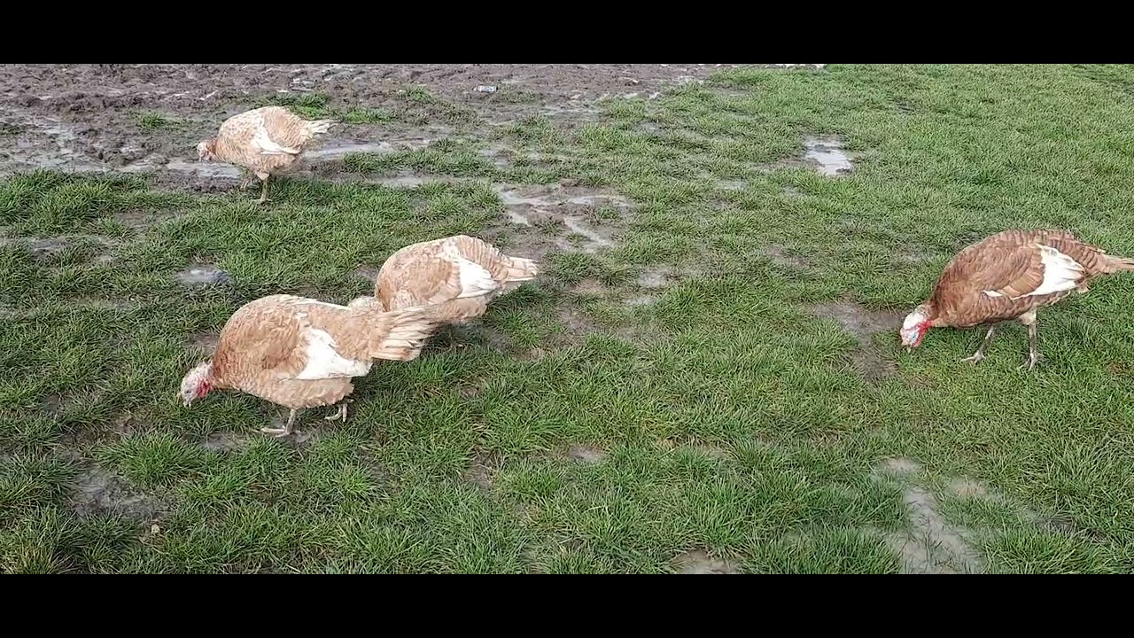 Secretul  pentru  a avea  curci și  curcanii  marii  și  sănătoși  🦃🦃🦃🐥🐥🐤