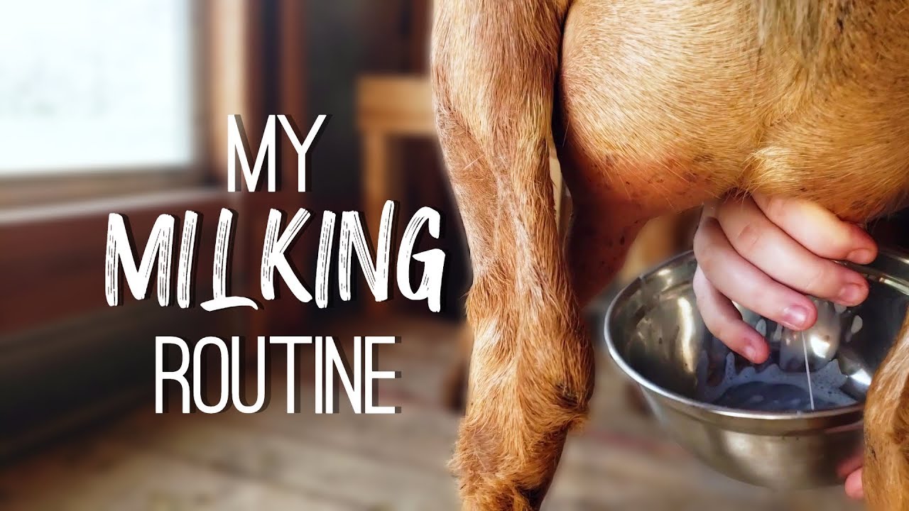 Goat Milking Routine + Taste Test | Totes Goats
