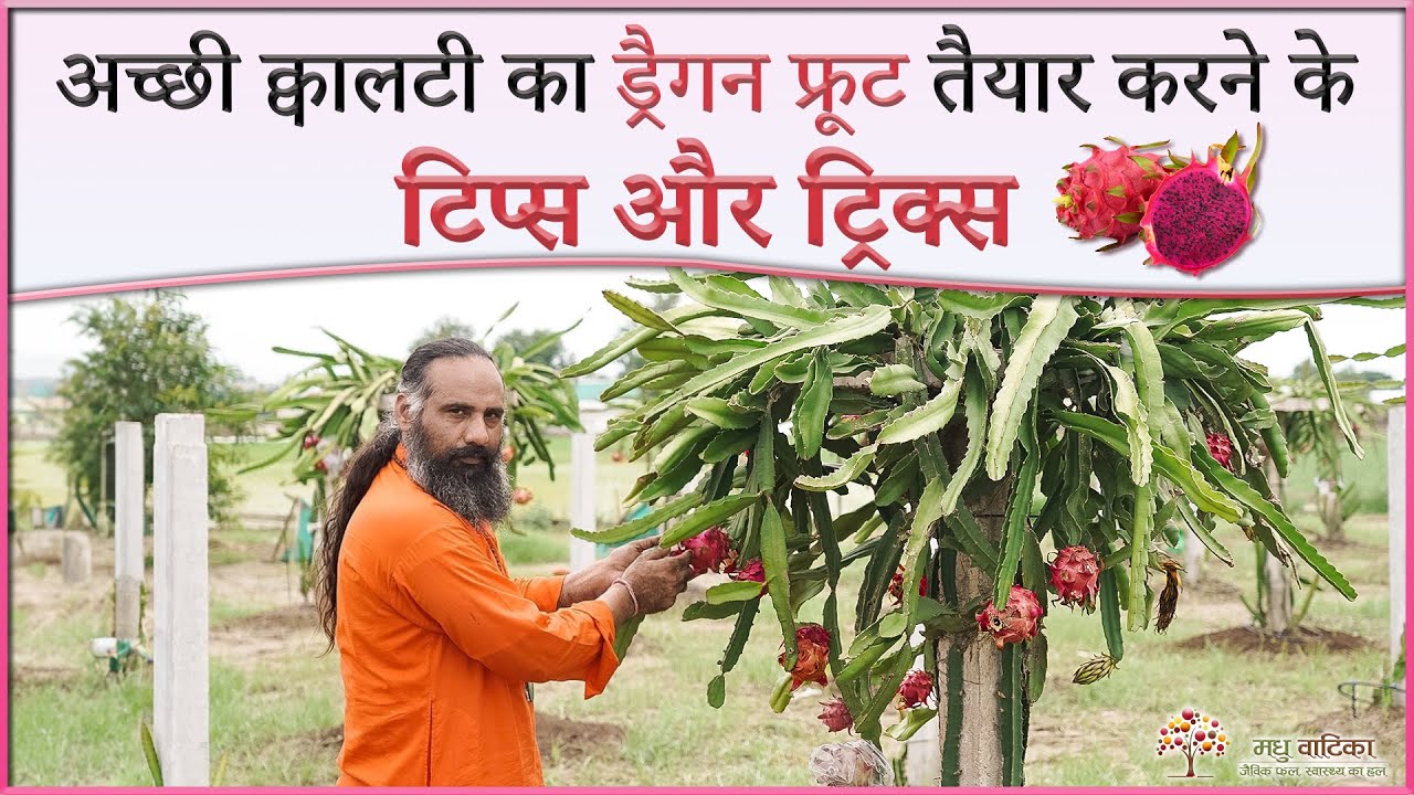 क्या हैं...अच्छी क्वालिटी का ड्रैगन फ्रूट तैयार करने के टिप्स और ट्रिक्स |