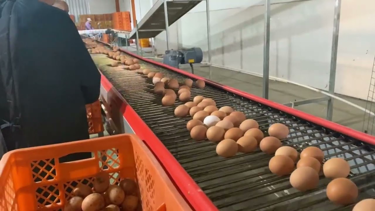 Tianrui is the only factory sale company that has own farms.