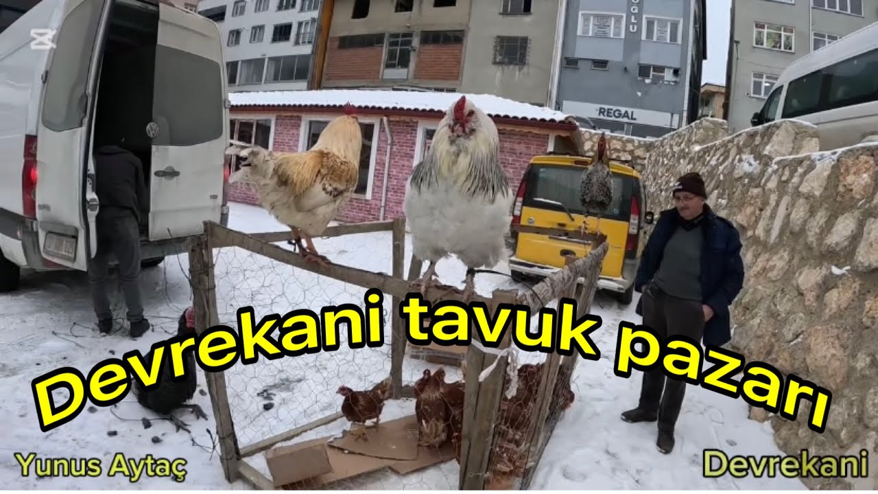 Devrekani tavuk pazarı haftalık güncel fiyat bilgisi 13/02/2025