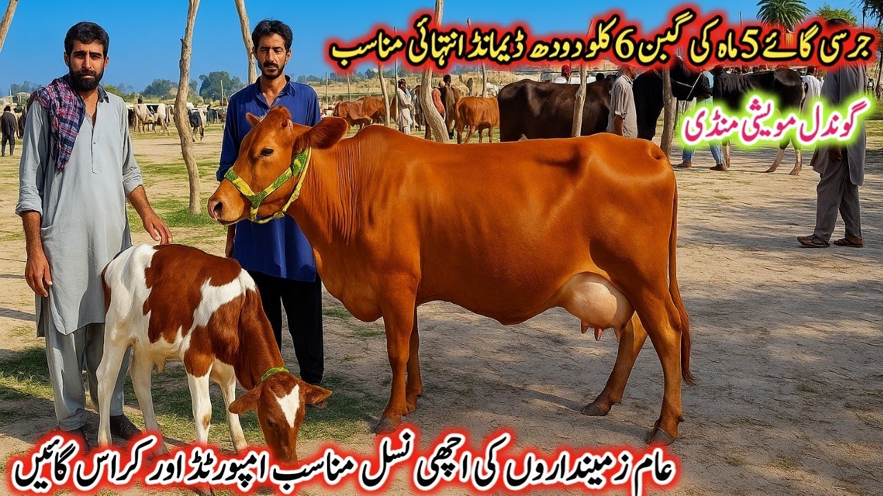 Gondal Mandi latest update 17Jan 2026!best jersey cow for sale!Cholistani cow in Pakistan!#cow
